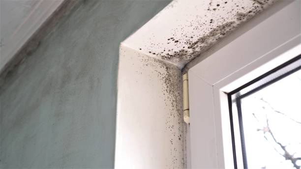 Best Commercial Mold Inspection  in Hyde Park, UT